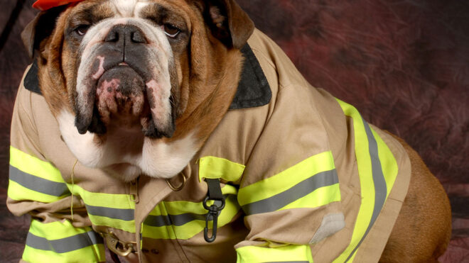 National Pet Fire Safety Day 2024